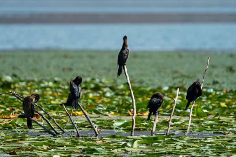 Bird watching lake Skadar Virpazar Montenegro