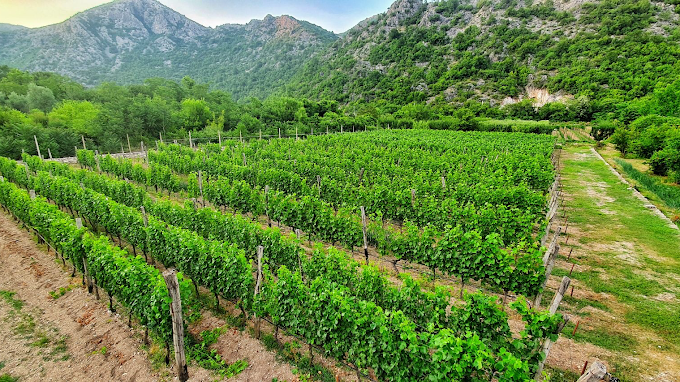 vineyard Wine Virpazar Montenegro