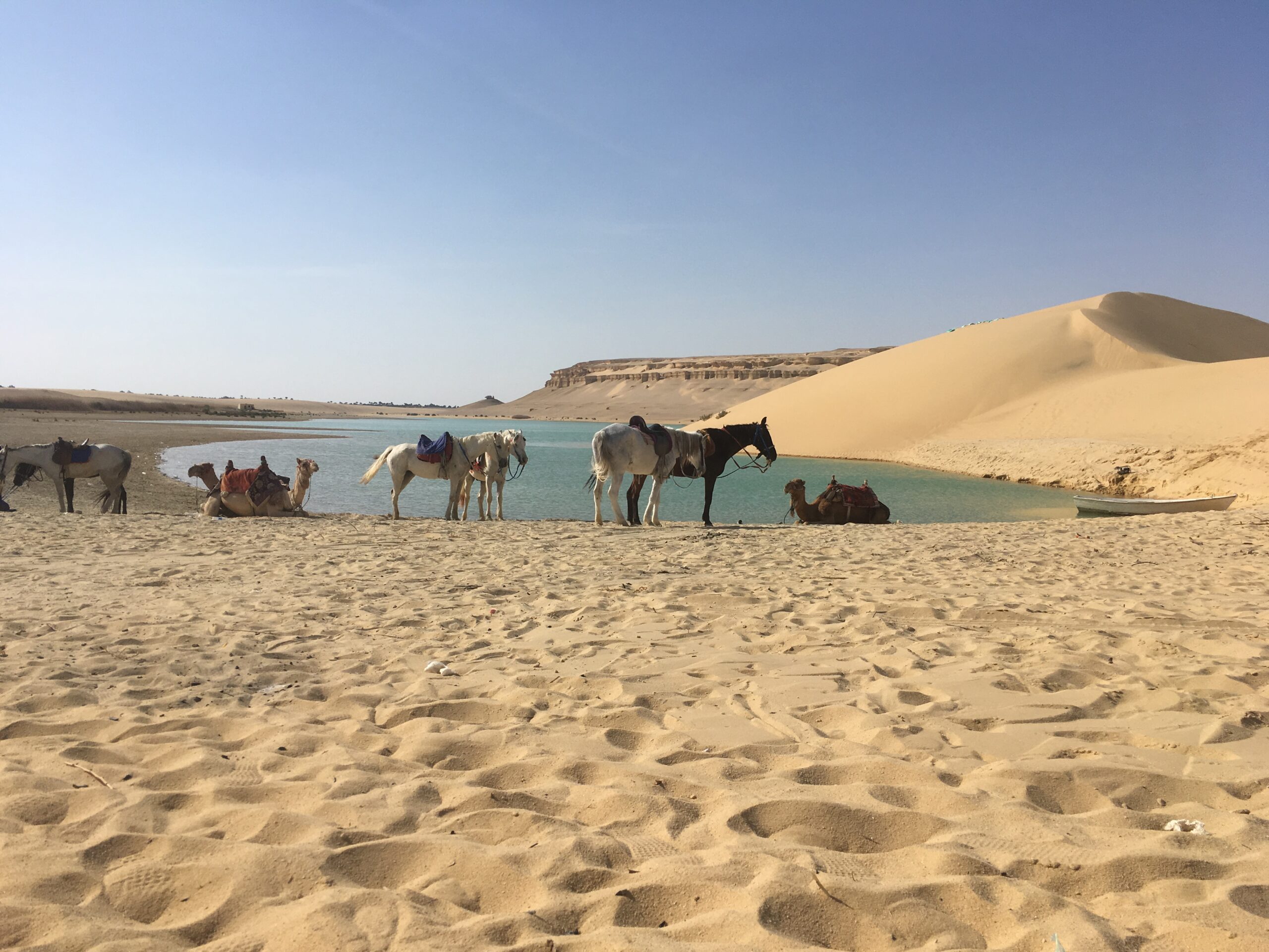Best Guided Tours Packages In Egypt Fayoum Overday Trip Cairo Pyramids