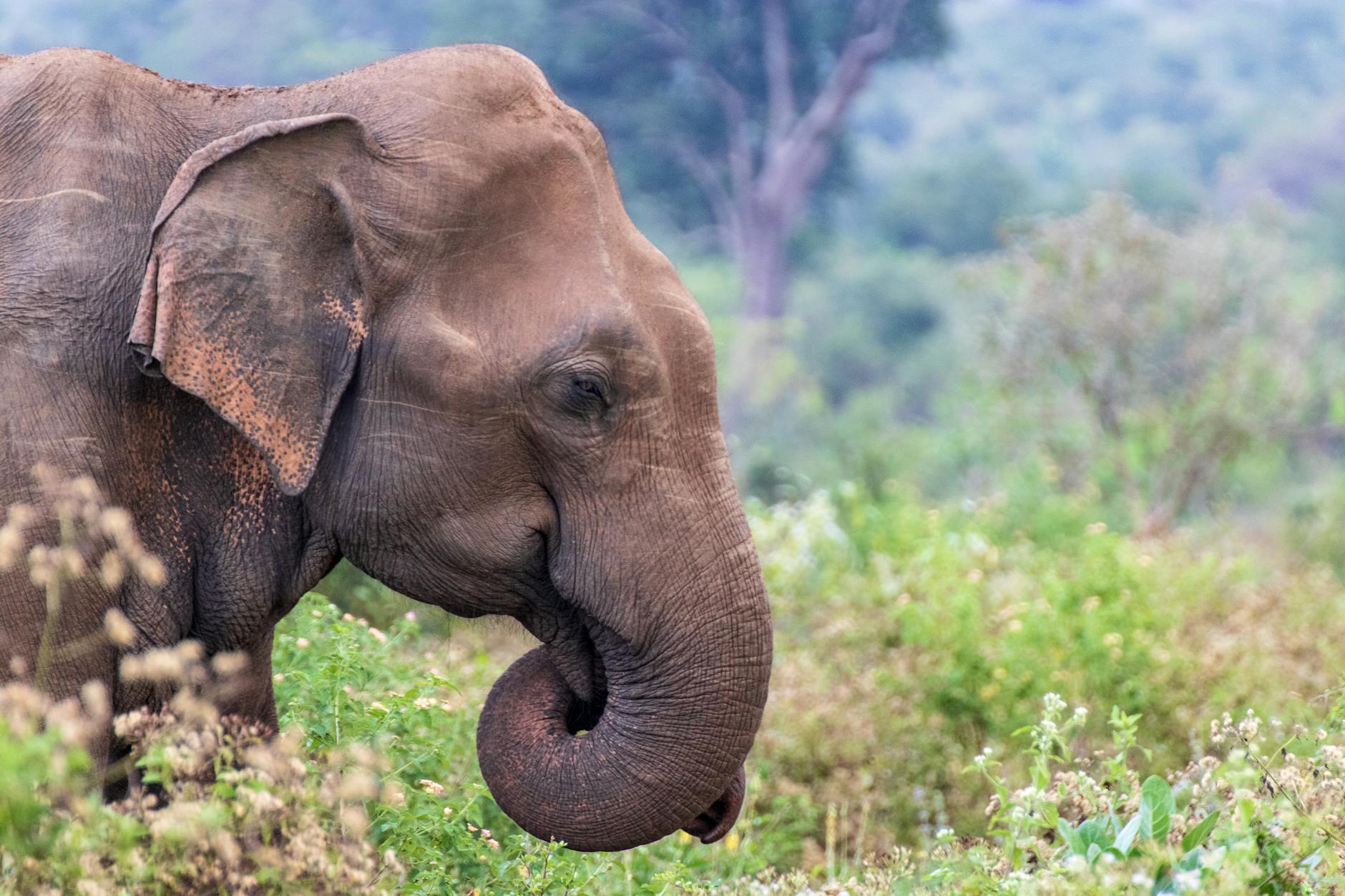 Sri Lanka Visa Application Process | Sri Lanka Travel Guide