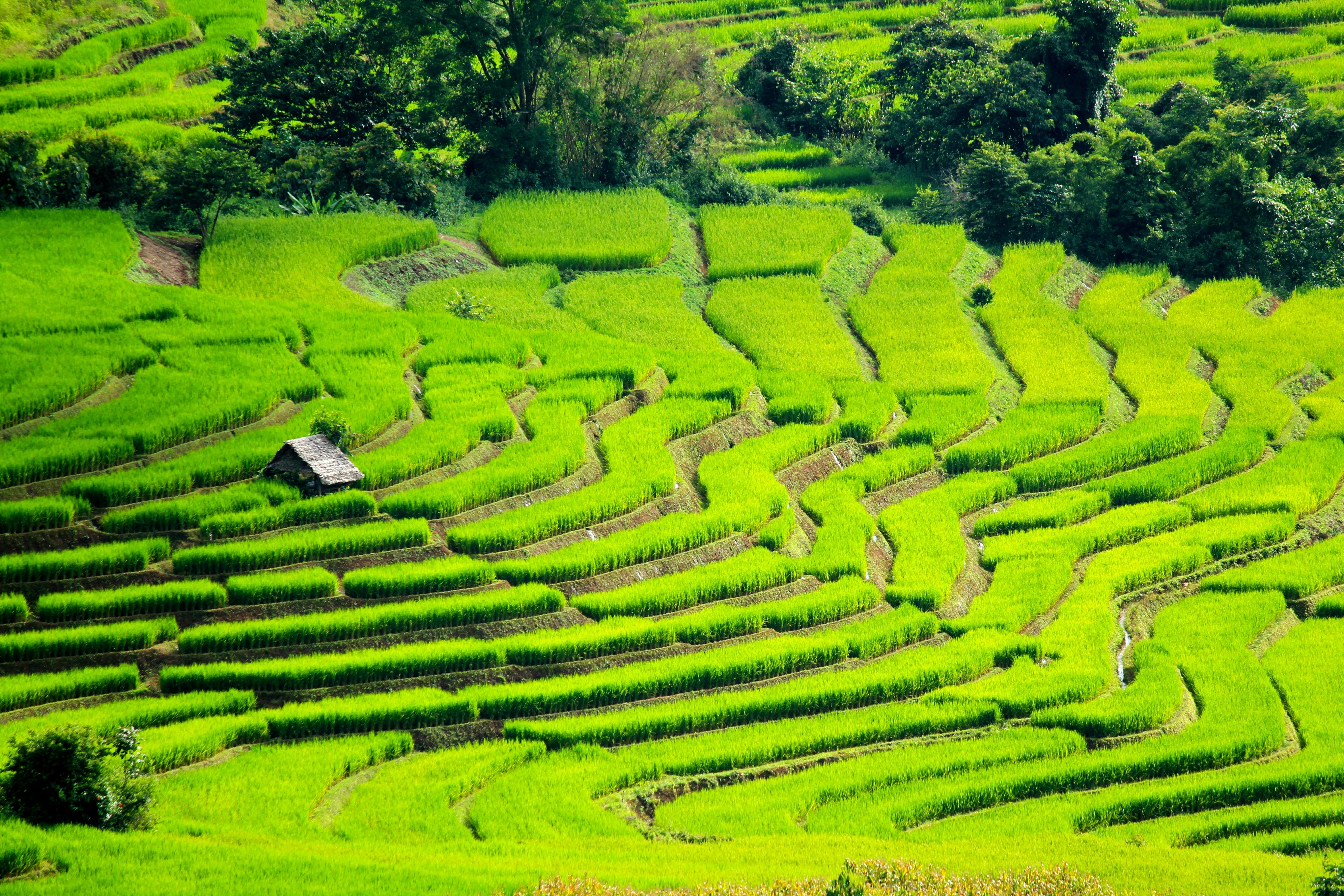 Ubud Rice Terrace, Sacred Monkey Forest, Temples Trilogy Bali
